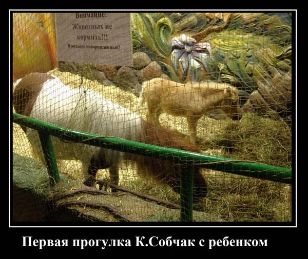 "Мыздобулы" в картинках. Смешных и не очень... 1-12-2016
