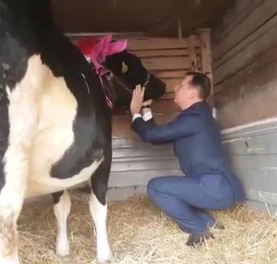 Стремительно теряющий вес Мосийчук на День рождения Ляшко подарил корову Стремительно теряющий вес Мосийчук на День рождения Ляшко подарил корову