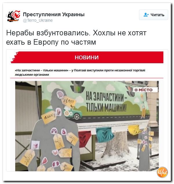 "Мыздобулы" в картинках. Смешных и не очень... 4-12-2016