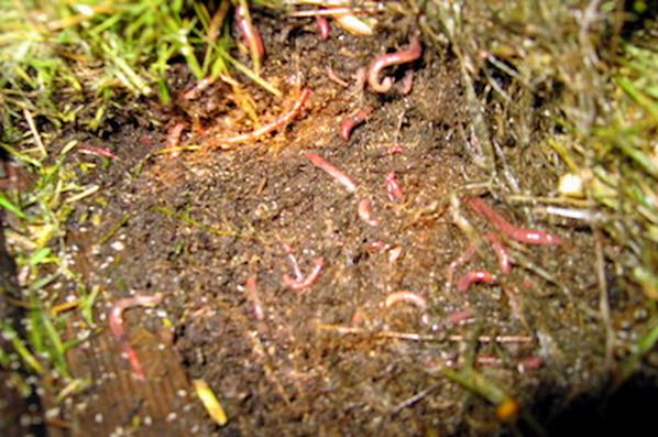 Навозные грядки в овальном кабинете