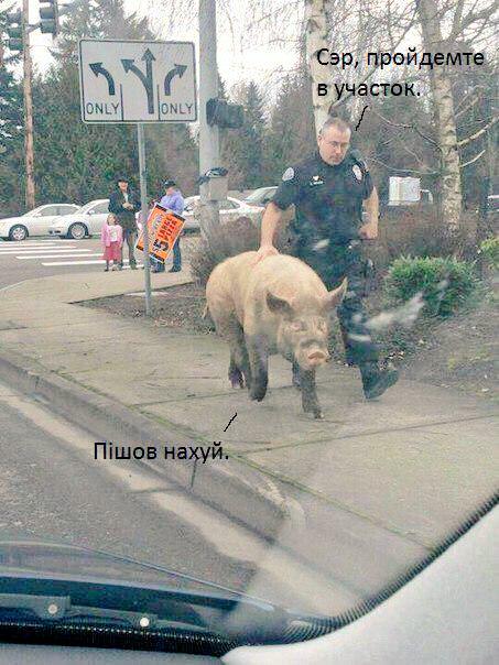 "Мыздобулы" в картинках. Смешных и не очень... 11-12-2016