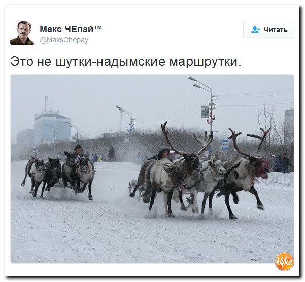 "Мыздобулы" в картинках. Смешных и не очень... 18-12-2016