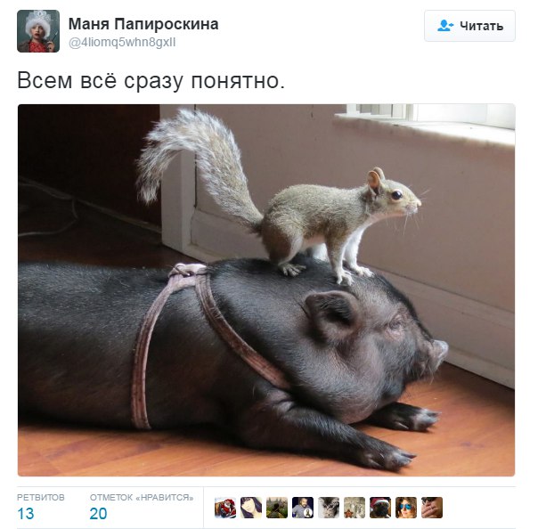"Мыздобулы" в картинках. Смешных и не очень... 22-12-2016