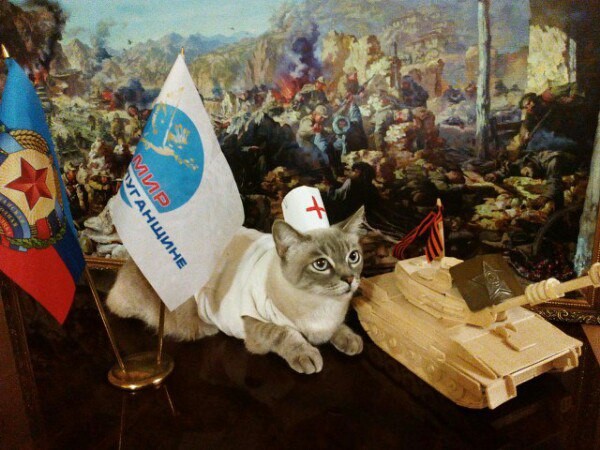 В ЛНР выбрали самого патриотичного кота В ЛНР выбрали самого патриотичного кота