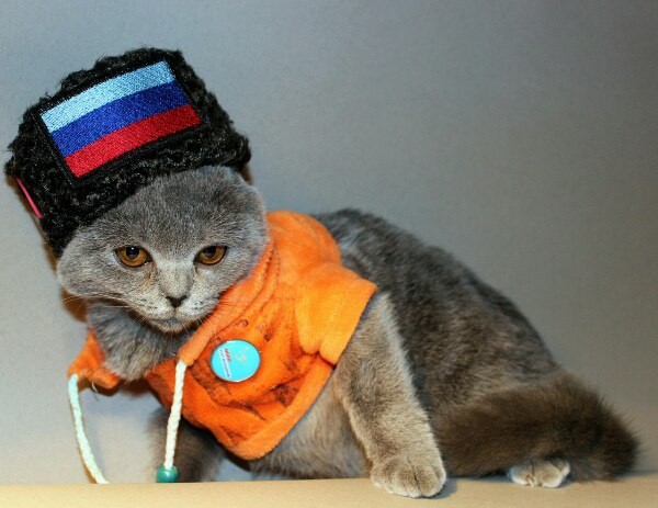 В ЛНР выбрали самого патриотичного кота В ЛНР выбрали самого патриотичного кота