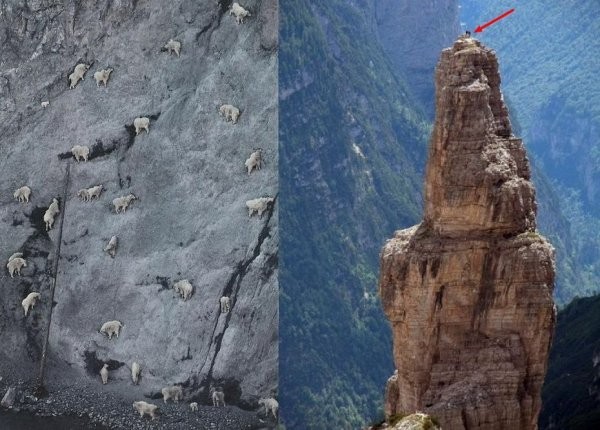 Паркур горных козлов. Цикл Братья наши меньшие