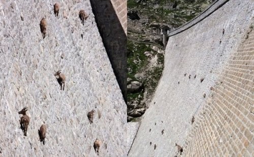 Паркур горных козлов. Цикл Братья наши меньшие