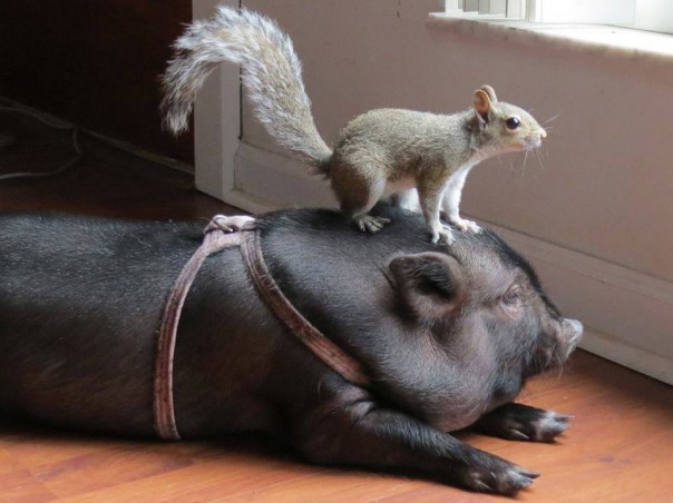 "Братья и сестры в Крыму и ОРДиЛО" — Порошенко записал новогоднее обращение