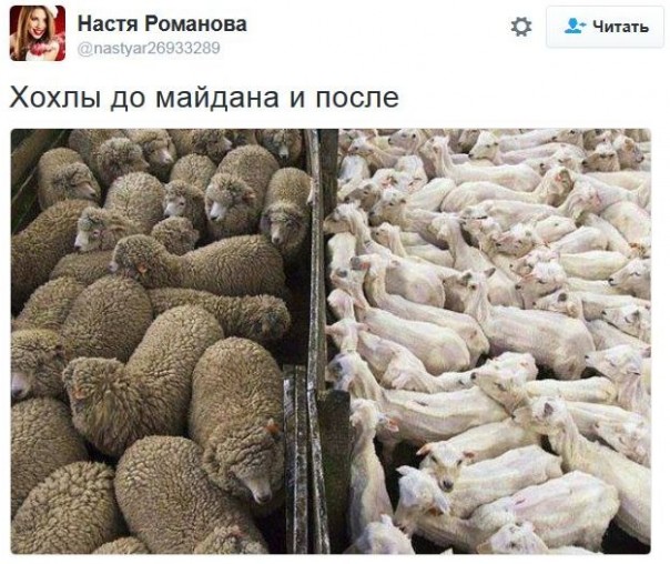 "Мыздобулы" в картинках. Смешных и не очень... 4-12-2016