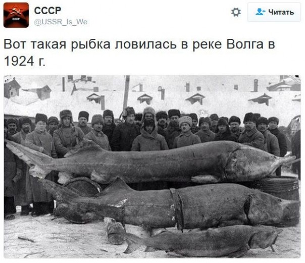 "Мыздобулы" в картинках. Смешных и не очень... 8-12-2016
