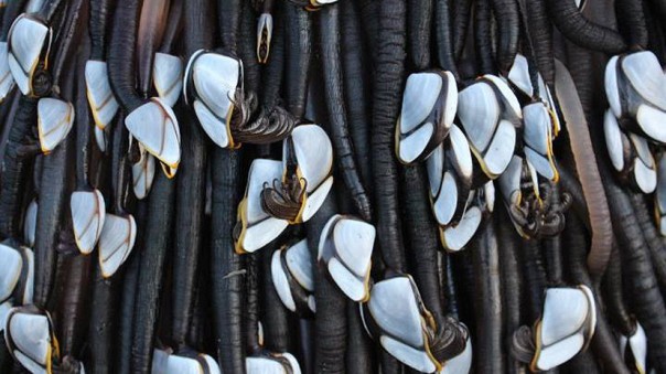 Монстр с дредами или ёлка: в соцсетях гадают о странной находке в Новой Зеландии Монстр с дредами или ёлка: в соцсетях гадают о странной находке в Новой Зеландии