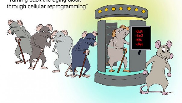 Ученые впервые омолодили мышь при помощи генной терапии