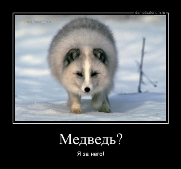 Ждали медведя, а пришёл песец, но к кому?