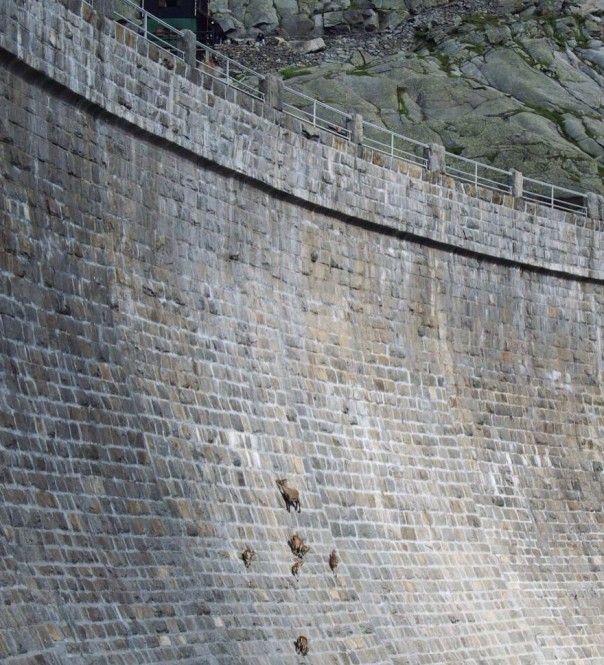 Паркур горных козлов. Цикл Братья наши меньшие