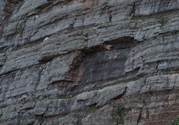 Паркур горных козлов. Цикл Братья наши меньшие