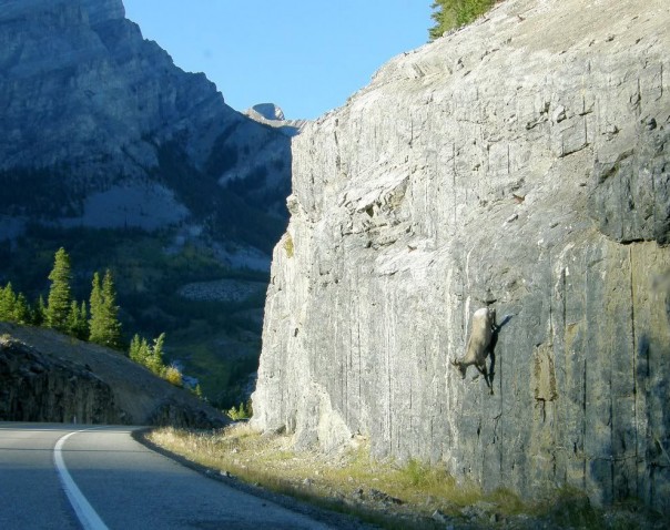 Паркур горных козлов. Цикл Братья наши меньшие