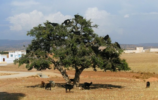 Паркур горных козлов. Цикл Братья наши меньшие
