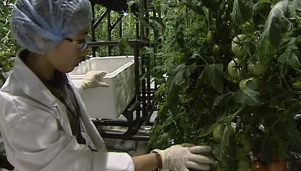 В районе вечной мерзлоты вырастили первый урожай помидоров