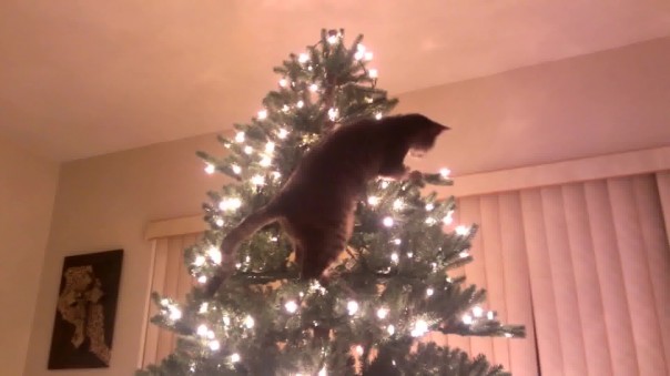 Непростые отношения кошки и новогодней елки