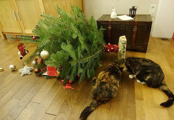 Непростые отношения кошки и новогодней елки