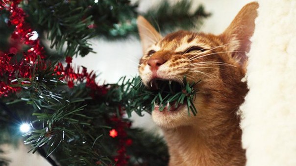 Непростые отношения кошки и новогодней елки