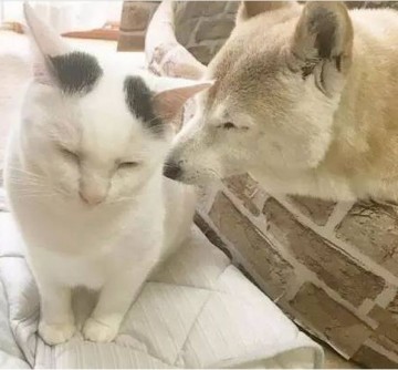 Сино и  его друг Куу