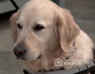 Собака - друг человека. 19.12.2016, "Герой нашего времени"