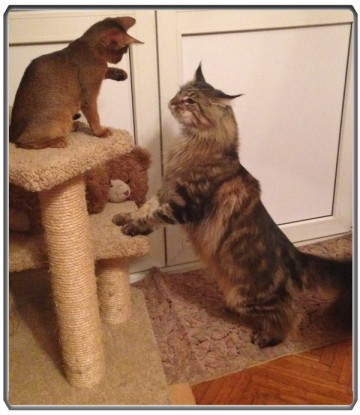 Про Муню и Бусю