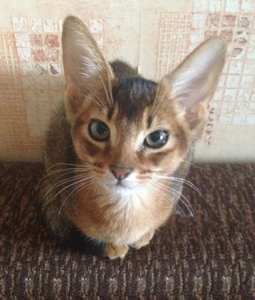 Про Муню и Бусю