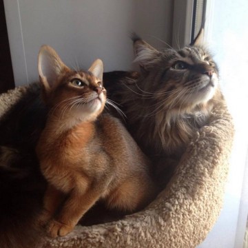 Про Муню и Бусю