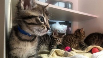 В Петербурге открылось крупнейшее в Европе кошачье кафе