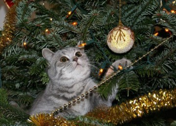 Непростые отношения кошки и новогодней елки