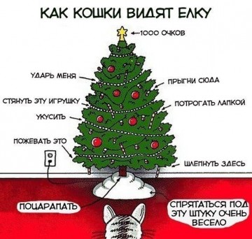 Непростые отношения кошки и новогодней елки