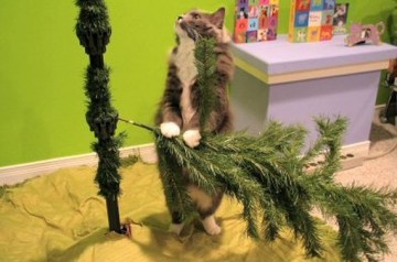 Непростые отношения кошки и новогодней елки