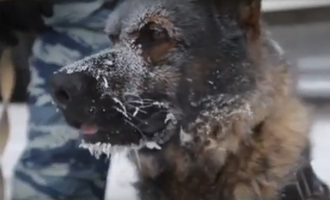 Собачья работа. Специальный репортаж Ирины Куксенковой