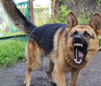 "Денег нет": Местные власти отказались вывозить тело бойца "АТО", которого загрызли собаки под Киевом