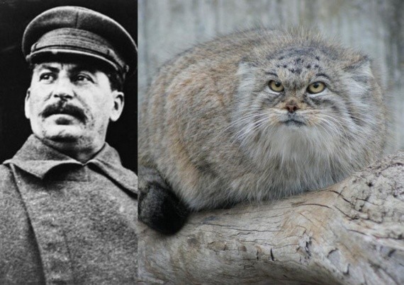 Сталинский кот Коба