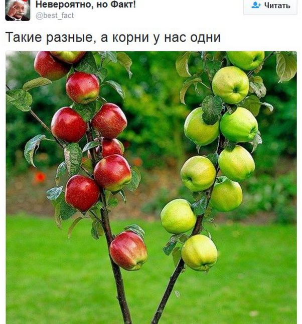 "Мыздобулы" в картинках. Смешных и не очень... 15-01-2017