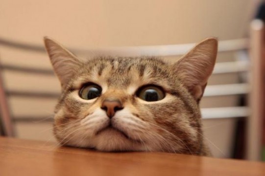 Кошка — показатель благополучия человека