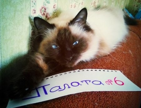 Анекдоты