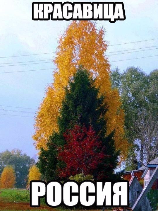 "Мыздобулы" в картинках. Смешных и не очень... 26-01-2017 "Мыздобулы" в картинках. Смешных и не очень... 26-01-2017