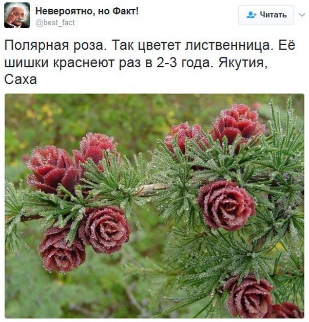 "Мыздобулы" в картинках. Смешных и не очень... 26-01-2017 "Мыздобулы" в картинках. Смешных и не очень... 26-01-2017