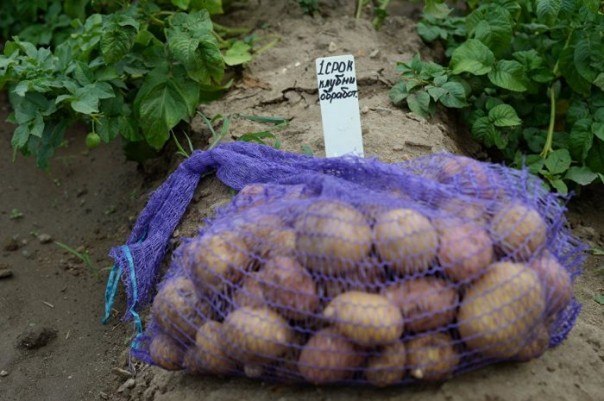 ГОСТ для экопродукции — новый стимул для отечественного производителя ГОСТ для экопродукции — новый стимул для отечественного производителя