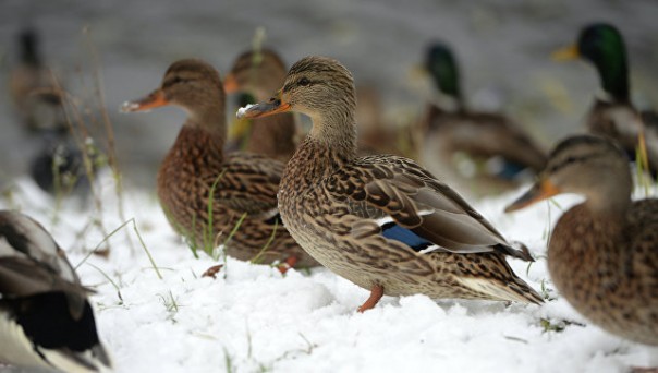 Во Франции собираются убить более миллиона уток Во Франции собираются убить более миллиона уток