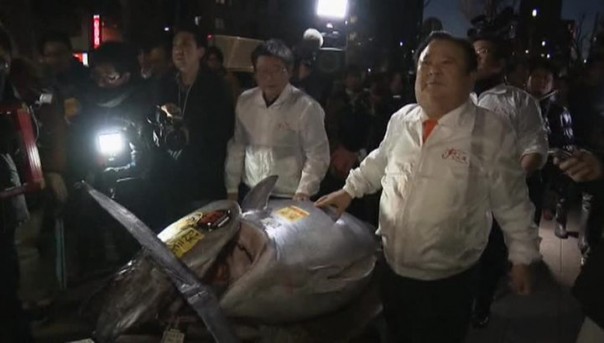 На рыбных торгах в Японии голубого тунца продали за 39 миллионов рублей