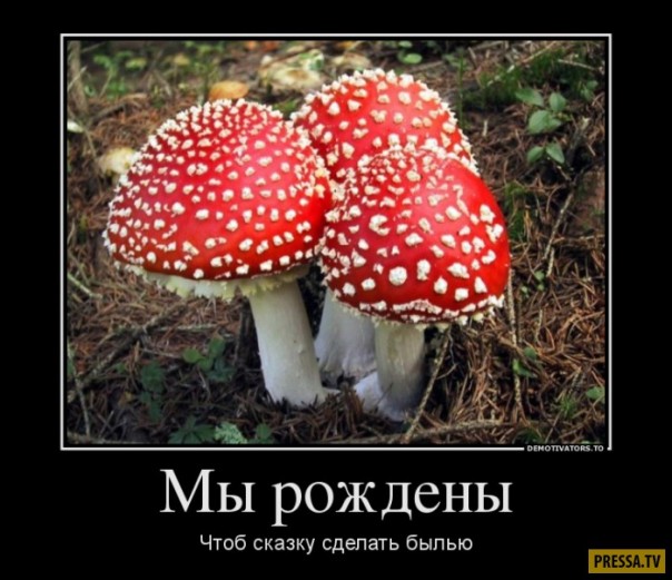 "Мыздобулы" в картинках. Смешных и не очень... 06-01-2017 "Мыздобулы" в картинках. Смешных и не очень... 06-01-2017