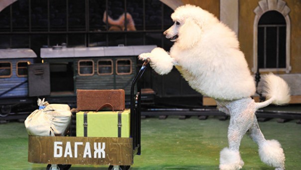 Московский театр зверей имени Дурова празднует 105-летие Московский театр зверей имени Дурова празднует 105-летие