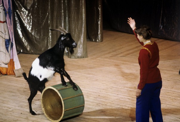 Московский театр зверей имени Дурова празднует 105-летие Московский театр зверей имени Дурова празднует 105-летие