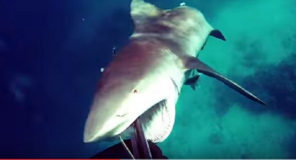 Схватка между дайвером и акулой попала на видео