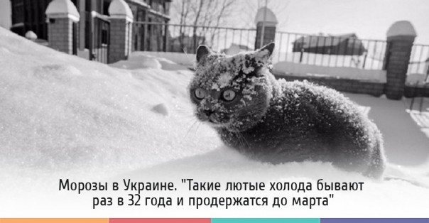 "Мыздобулы" в картинках. Смешных и не очень... 11-01-2017